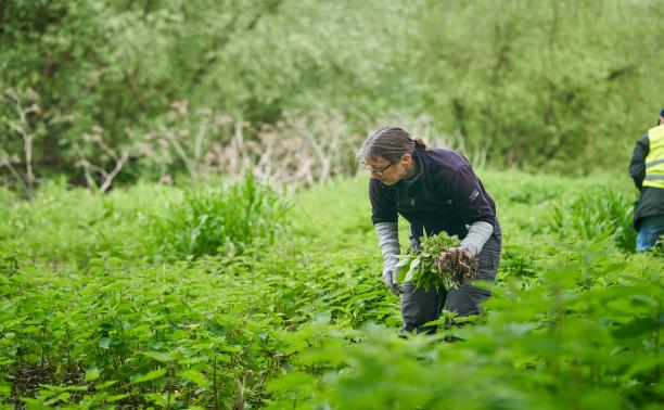 Balsam bashing sj 031